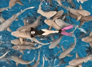 dívka v moři se žraloky