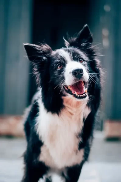 foto zdroj: Unsplash - Matky v nesnázích pes