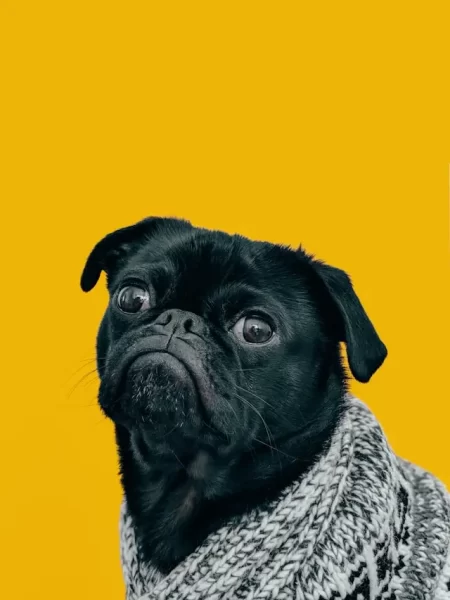 černý mops
